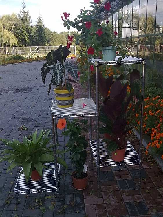 Projekt Ultra Power — Kwiaciarnie — zdjęcie 8